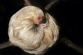 Three Toed Sloth, bradypus tridactylus, Adult sleeping
