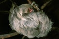 Three Toed Sloth, bradypus tridactylus, Adult sleeping, Hanging from Branch