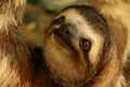 Three-Toed Sloth Royalty Free Stock Photo