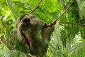 Three Toed Sloth Bradypus Variegatus, taken La Fortuna, Costa Rica