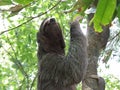 Three Toed Sloth Climbing a Tree Royalty Free Stock Photo