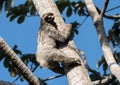 Three-toed Sloth climbing tree, Panama Royalty Free Stock Photo