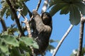 Three-toed Sloth climbing tree, Panama Royalty Free Stock Photo