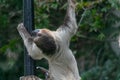 Three-toed sloth climbing the woods in a zoo surrounded by greenery Royalty Free Stock Photo