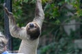 Three-toed sloth climbing the woods in a zoo surrounded by greenery Royalty Free Stock Photo
