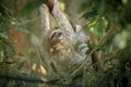 Three-toed sloth in Costa Rica Royalty Free Stock Photo