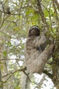 Three-toed sloth, Costa Rica Royalty Free Stock Photo