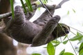 Three toed sloth in Costa Rica Royalty Free Stock Photo