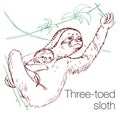 Three-toed sloth hand drawn vector illustration