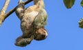 Three Toed Sloth hanging in a tree Royalty Free Stock Photo