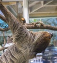 Three-Toed Sloth Hanging From Tree