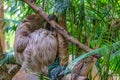 Three-toed sloth hanging on tree Royalty Free Stock Photo