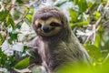 Three-Toed Sloth medium close up Royalty Free Stock Photo