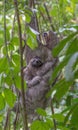 Three-toed Sloth mom and baby from Manuel Antonio, Costa Rica Royalty Free Stock Photo