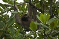 Three-toed Sloth Royalty Free Stock Photo
