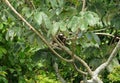 Three toed sloth resting over a branch close to Canopy Tower lodge, Panama