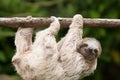 Three Toed Sloth Royalty Free Stock Photo