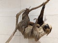 three-toed sloths,members of the genus Bradypus and the family Bradypodidae. bradipi tridattili membri