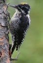 Three-Toed Woodpecker Royalty Free Stock Photo