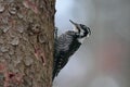 Three-toed woodpecker-Picoides tridactylus on a tree