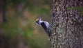 Three toed woodpecker Picoides tridactylus on a tree looking for food