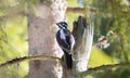 Three toed woodpecker Picoides tridactylus on a tree looking for food