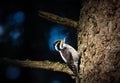 Three toed woodpecker Picoides tridactylus on a tree looking for food in sunset and sunrise