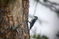 Three-toed woodpecker Picoides tridactylus - typical species of taiga
