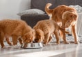 Three Toller Puppies Drinking From One Bowl At Home Royalty Free Stock Photo