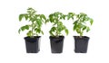 Three tomato seedlings isolated against white