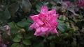 A three tone pink rose