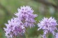 Three-toothed orchid, Neotinea tridentata, in flower