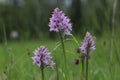 Three-toothed orchid Neotinea tridentata flowering in a field in Slovenia