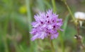 Three-toothed orchid, Neotinea tridentata, pink flowerhead
