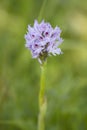 Three-toothed Orchid - Neotinea tridentata