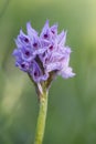 Three-toothed Orchid - Neotinea tridentata