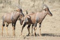 Three topi antelope that stand in the African savanna