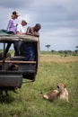 Three tourists and lioness watch one another