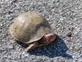 Three-towed Box Turtle, Male, With Red Markings, Full Body