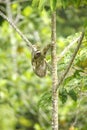 Three Towed Sloth, Costa Rica Royalty Free Stock Photo