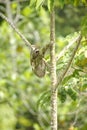 Three Towed Sloth, Costa Rica Royalty Free Stock Photo