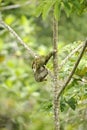 Three Towed Sloth, Costa Rica Royalty Free Stock Photo