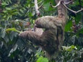 Costa Rican Three-toed Sloth Royalty Free Stock Photo