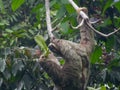 Costa Rican Three-toed Sloth Royalty Free Stock Photo