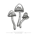 Three toxic magical hallucinogenic mushrooms. Black and white drawing of psilocybin mushrooms. Vector illustration