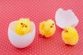 Three toy chicken in egg shell on a red background. Royalty Free Stock Photo