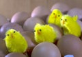 Three toy chickens between eggs in packing Royalty Free Stock Photo