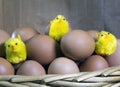 Three toy chickens between eggs in packing Royalty Free Stock Photo