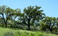 Three Majestic California Oaks