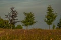 Three tree alone on meadow in summer evening near Roprachtice village Royalty Free Stock Photo